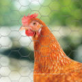 Poultry farm fence hexagonal chicken wire mesh